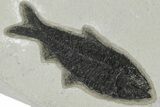 Multiple Fossil Fish (Knightia) Plate - Wyoming #222874-4